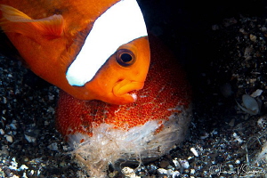 Clarke's Anemonefish Aerating Eggs/Photographed with a Ca... by Laurie Slawson 